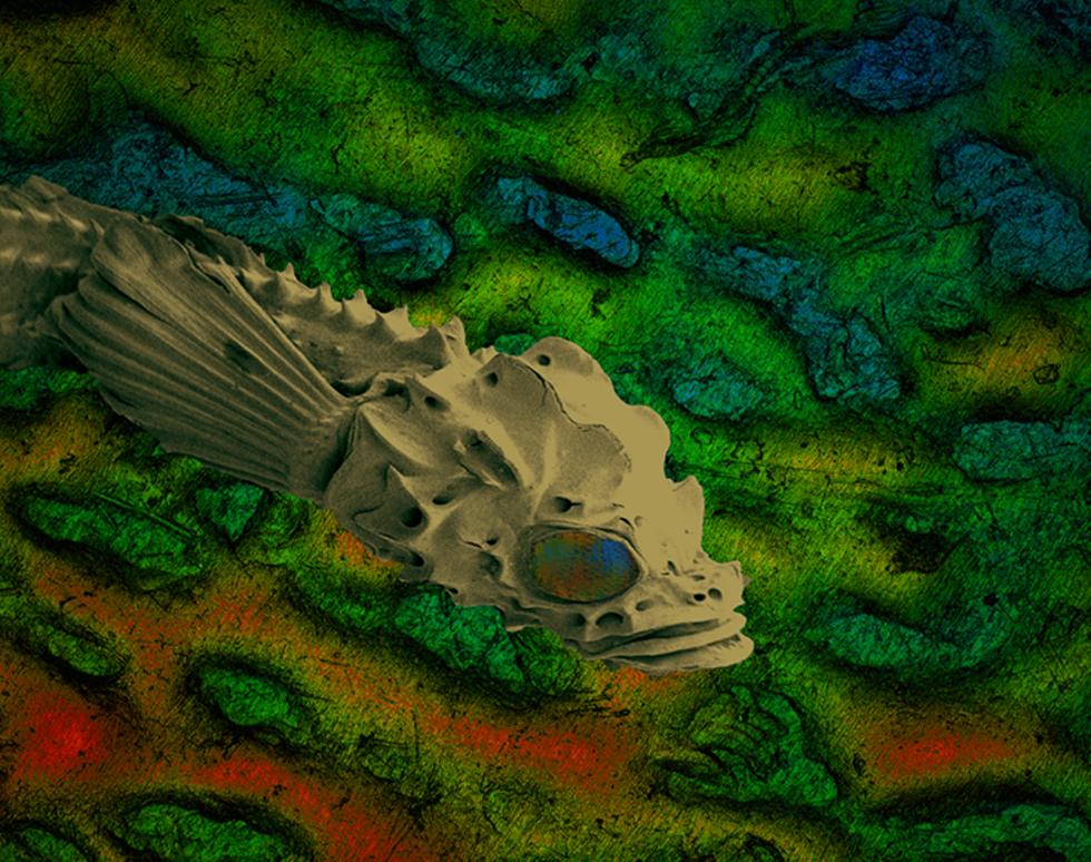 Fish - James Thompson